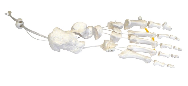 Anatomical Human Foot Bones Set