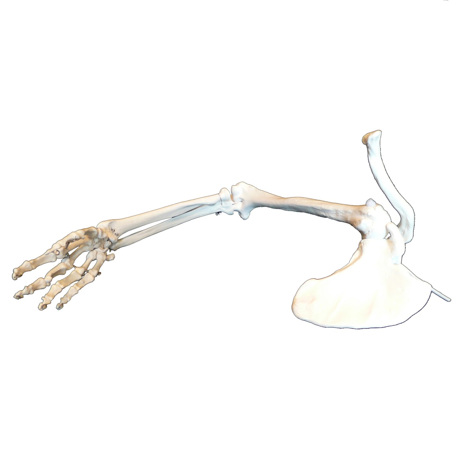 Anatomical Human Skeletal Arm Model