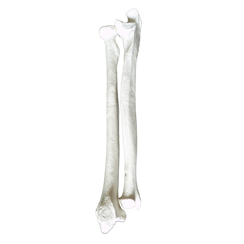 Anatomical Radius and Ulna Bone Models of the Human Arm
