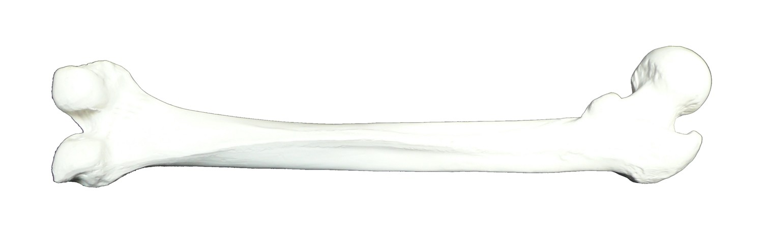 Anatomical Femur Bone of Human Leg Model