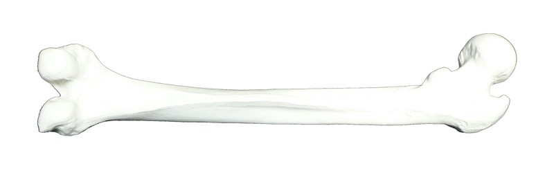 Anatomical Femur Bone of Human Leg Model