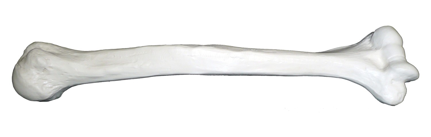 Anatomical Humerus Bone of Human Arm Model