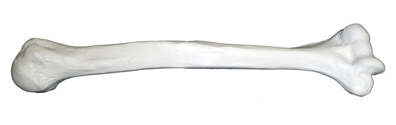 Anatomical Humerus Bone of Human Arm Model