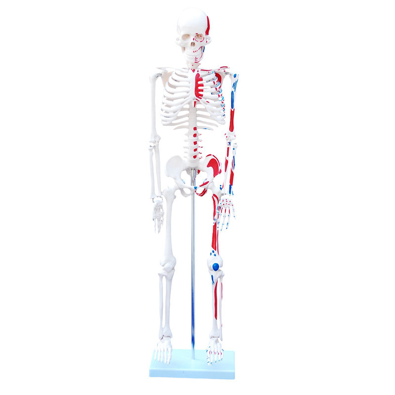 85cm Tall Human Anatomical Skeleton with Muscle Insertion &amp; Origin Model
