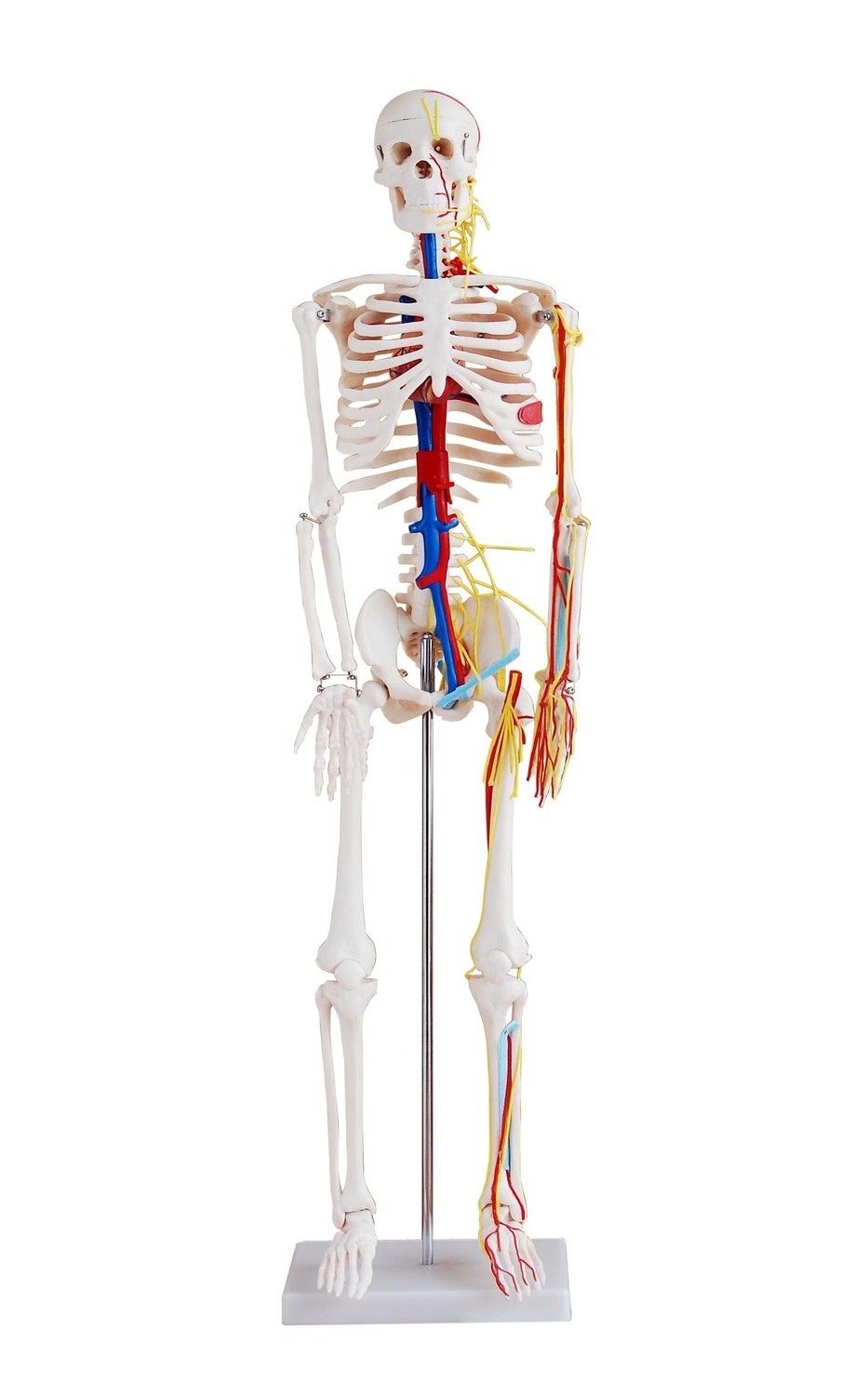 85cm Tall Human Anatomical Skeleton with Nerves and Blood Vessels Model