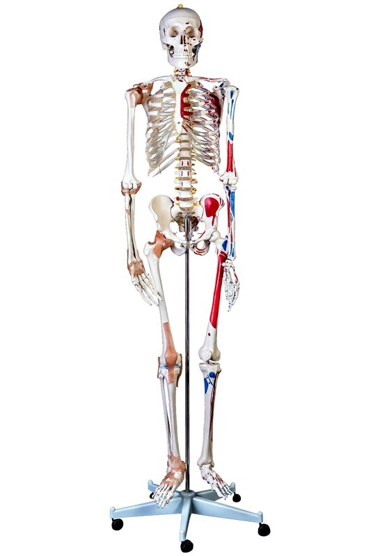 Advanced 180cm Tall Life-Size Human Anatomical Skeleton Model with Ligaments &amp; Painted Muscles