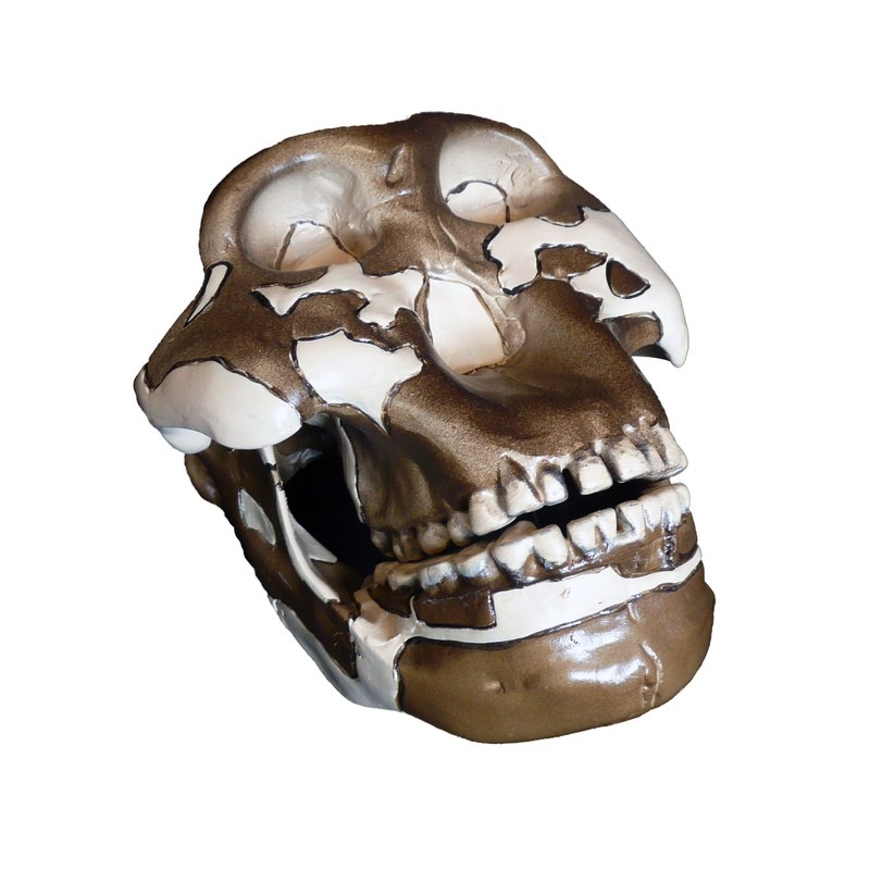 Anatomical Evolution of the Human Skull Model - S1 - Paranthropus Boisei