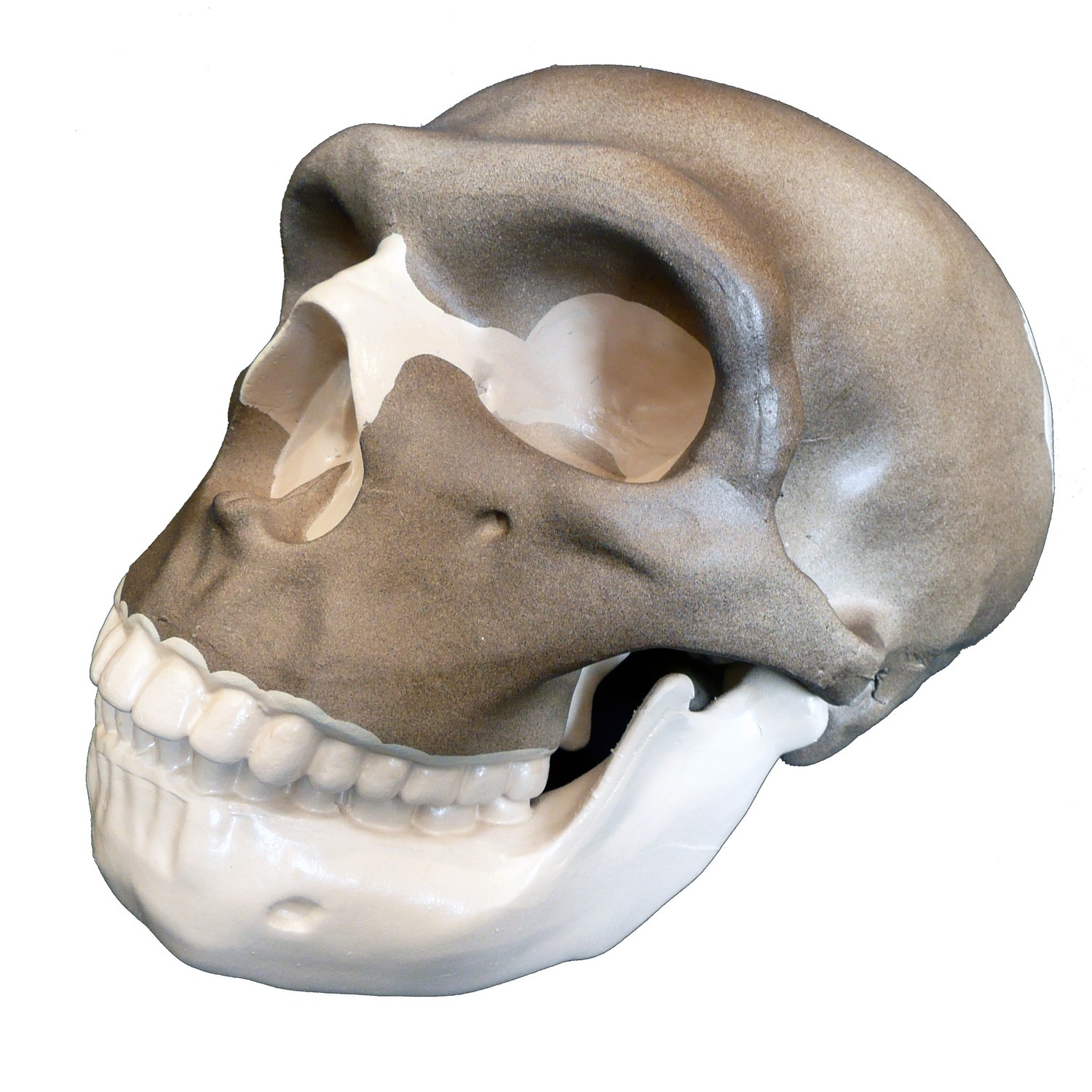 Anatomical Evolution of the Human Skull Model - S3 - Homo Neanderthalensis