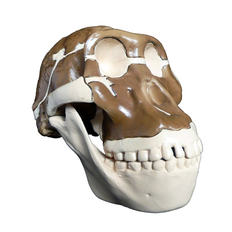 Anatomical Evolution of the Human Skull Model - S5 - Australopithecus Africanus