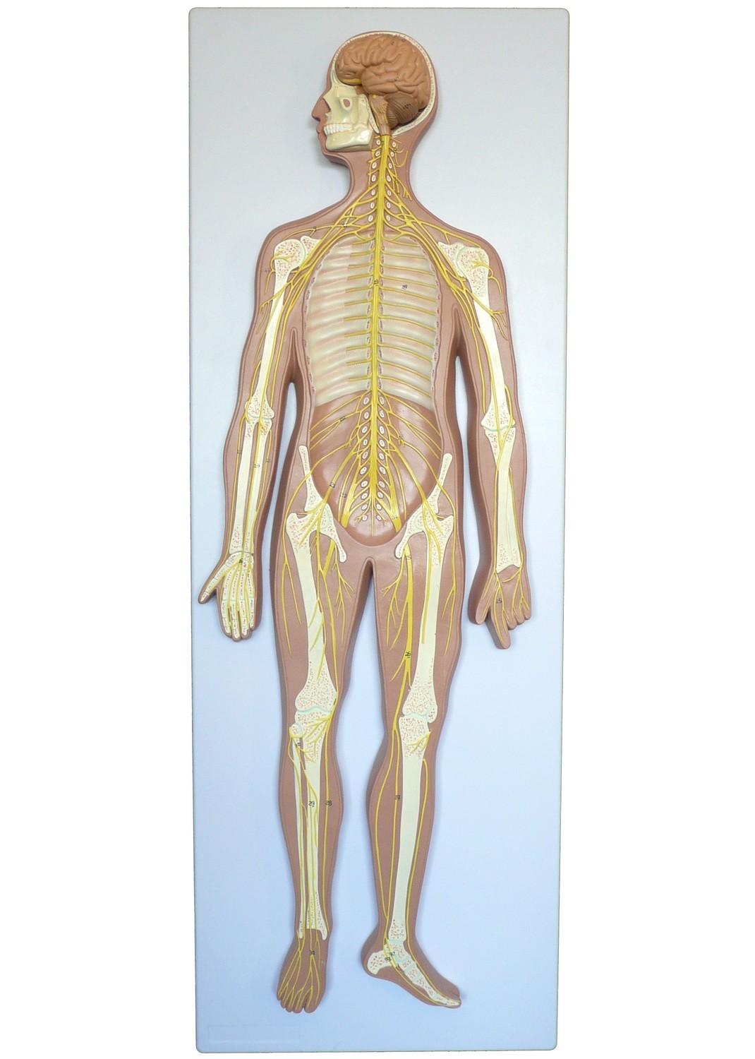 Anatomical Human Nervous System Model