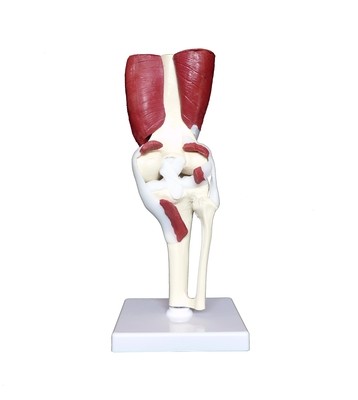 Anatomical Human Advanced Knee Joint Muscle Model