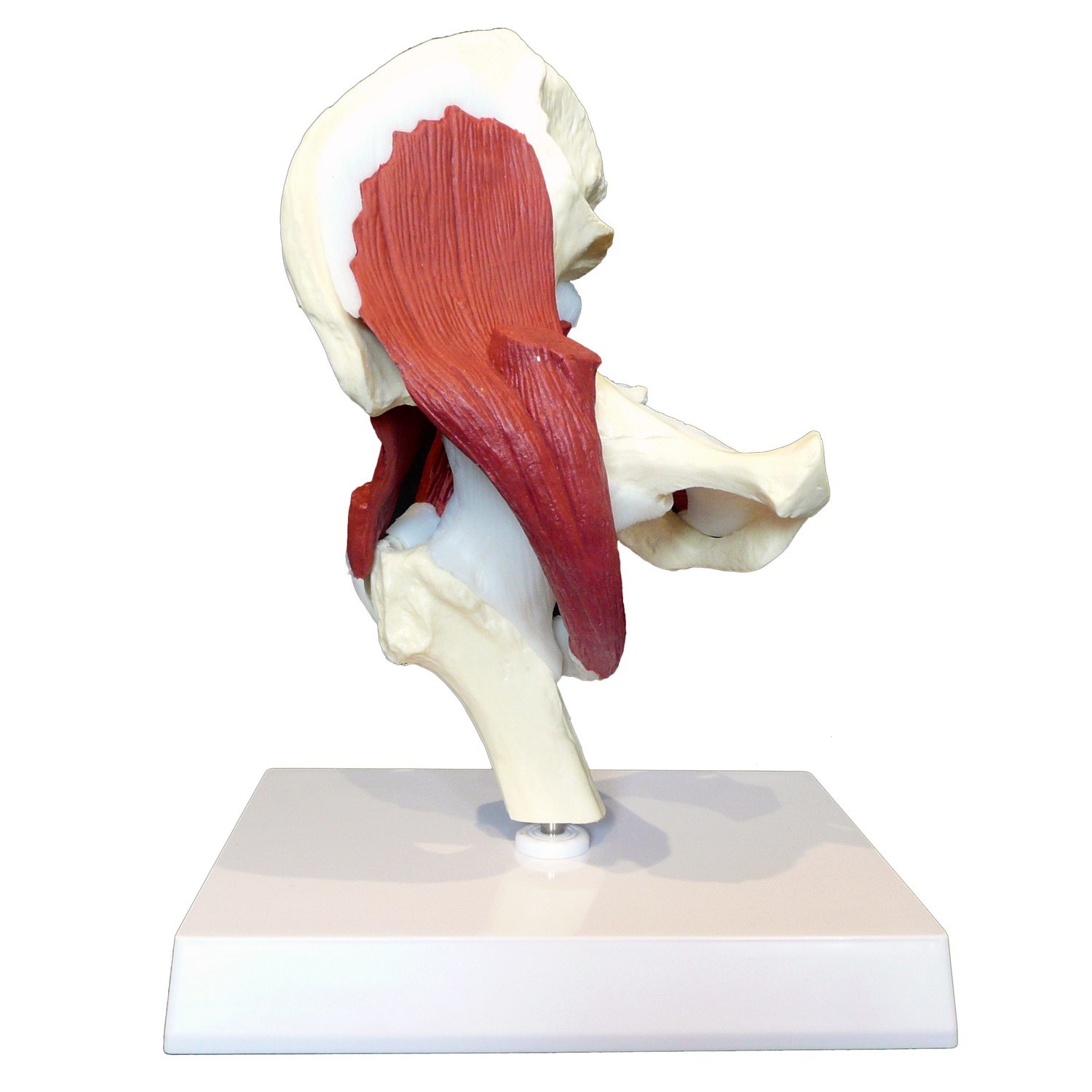 Anatomical Human Advanced Hip Joint Muscle Model