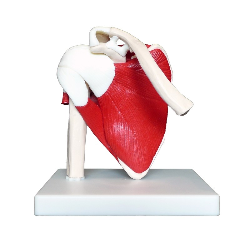 Anatomical Human Advanced Shoulder Joint Muscle Model