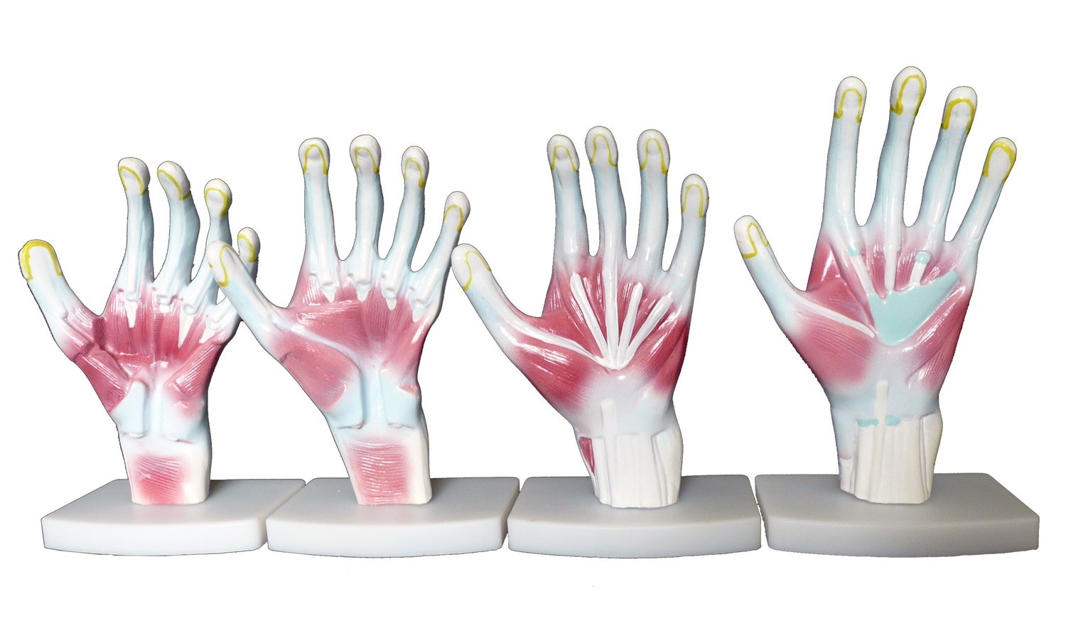 Anatomical Human Hand/Palm Structure Model