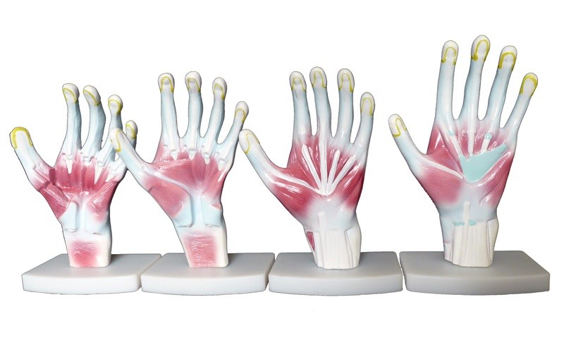 Anatomical Human Hand/Palm Structure Model
