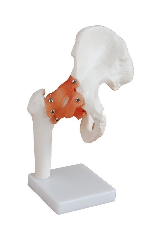 Life-Size Anatomical Human Hip Joint Model