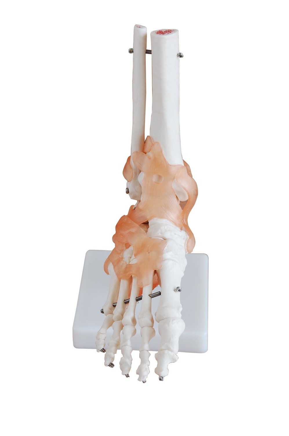 Life-Size Anatomical Human Foot/Ankle Joint with Ligaments Model