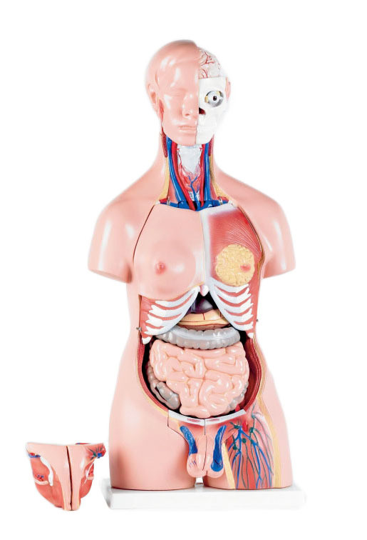 Advanced Anatomical Human 85cm Tall Unisex Torso Model