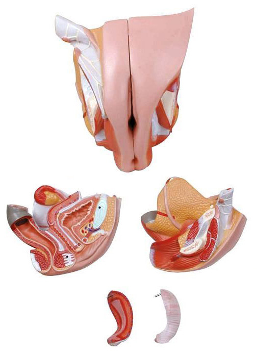 Anatomical Human Female Genital System Model