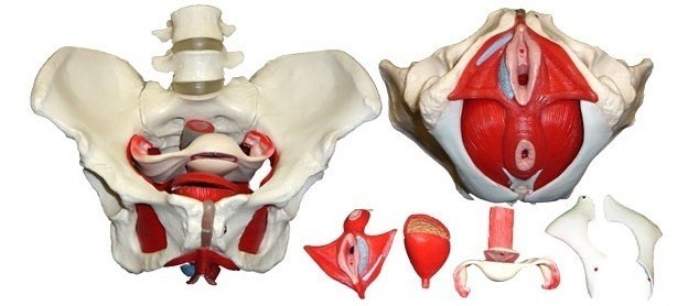 Life-Size Anatomical Human Female Pelvis with Removable Organs Model