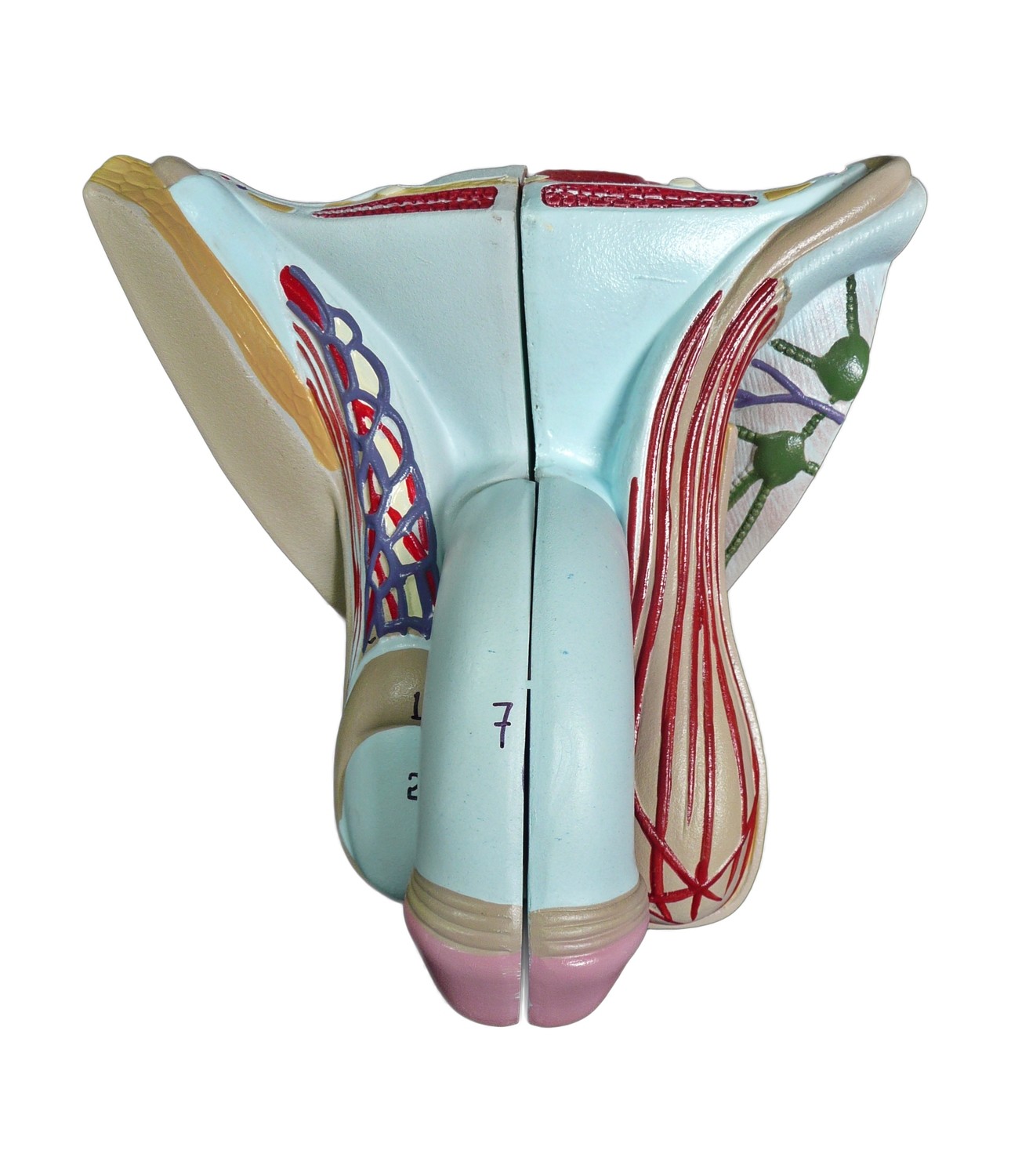 Anatomical Human Male Genital Penis Organ Model