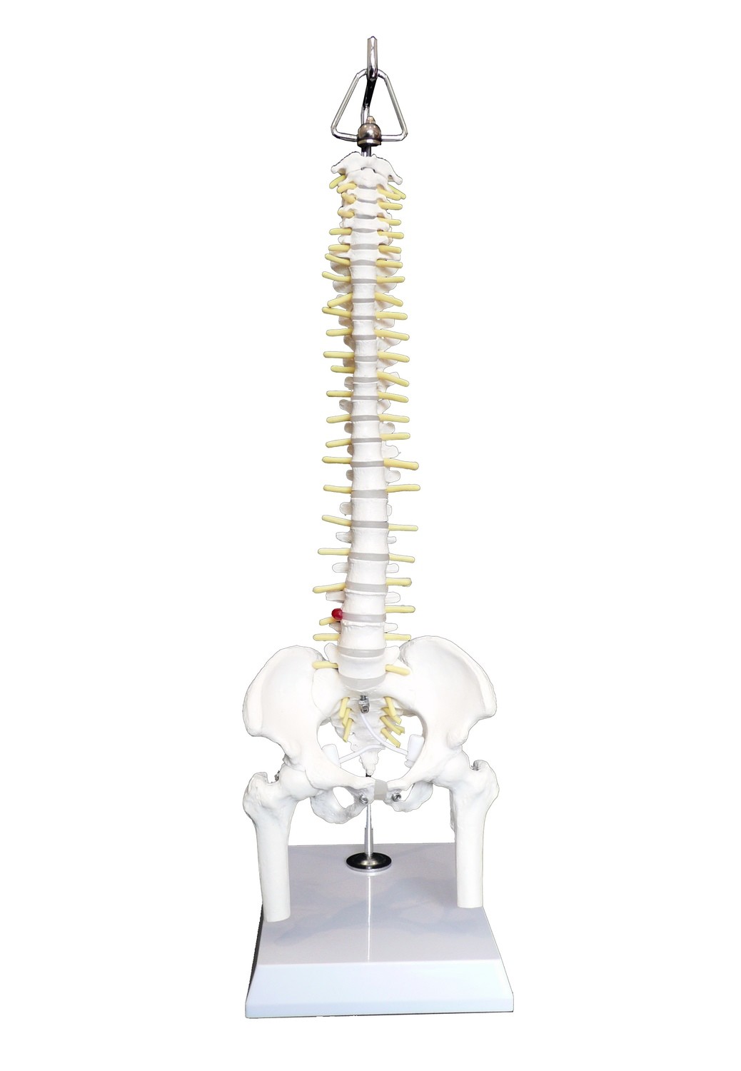 Anatomical Human Mini Spinal Vertebral Column with Pelvis and Femur Heads Model