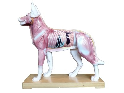 Anatomical Veterinarian's Canine Dog Acupuncture Model