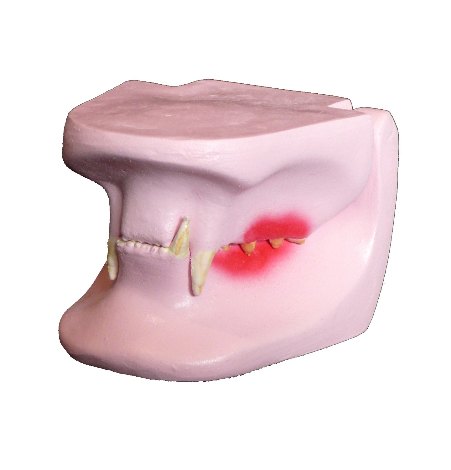 Anatomical Feline/Cat Pathological Jaw Model