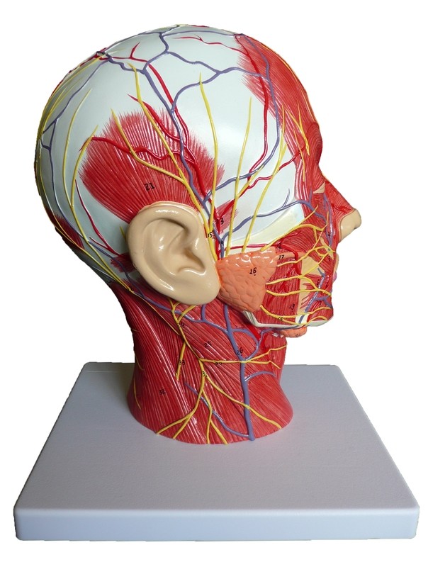 Anatomical Human Head and Neck Model - Median Section