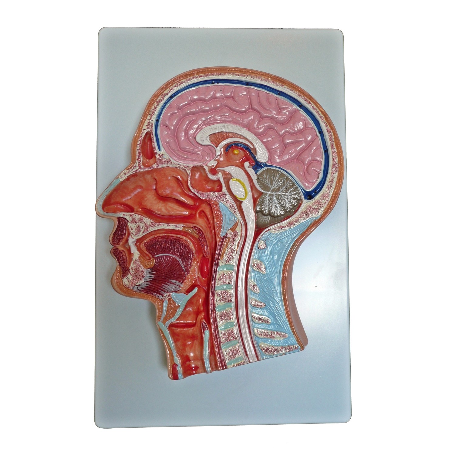 Anatomical Human Median Section of Head Model