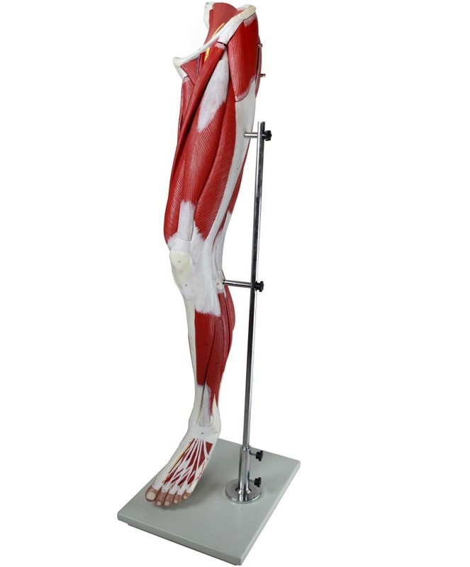 Life-Size Anatomical Human Leg Muscle Model
