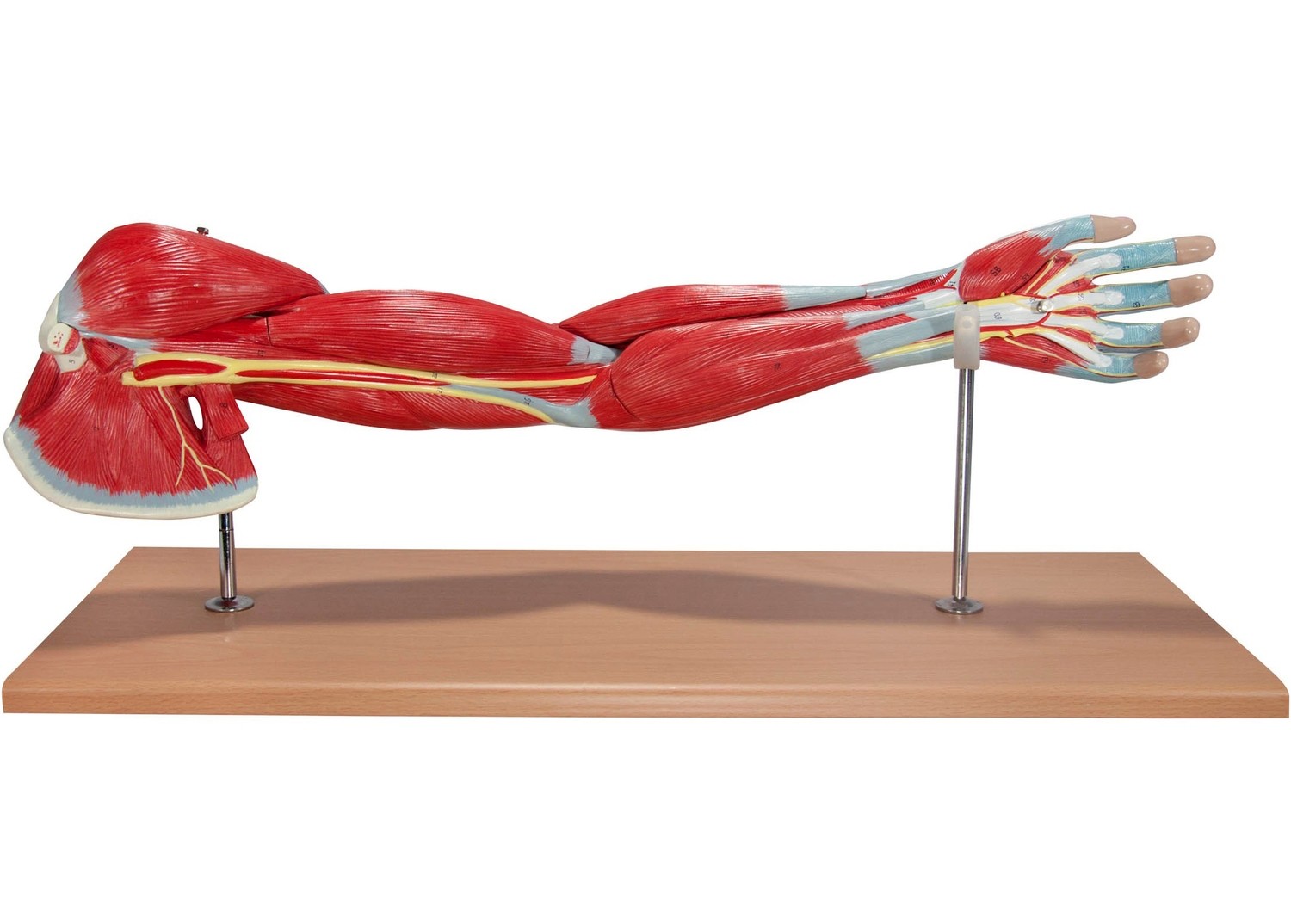 Life-Size Anatomical Human Arm Muscle Model