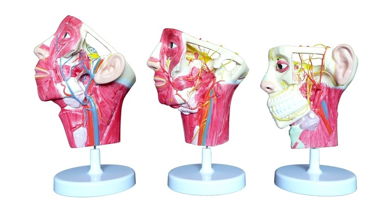 Anatomical Human Set of Three Head Cross-Section Models