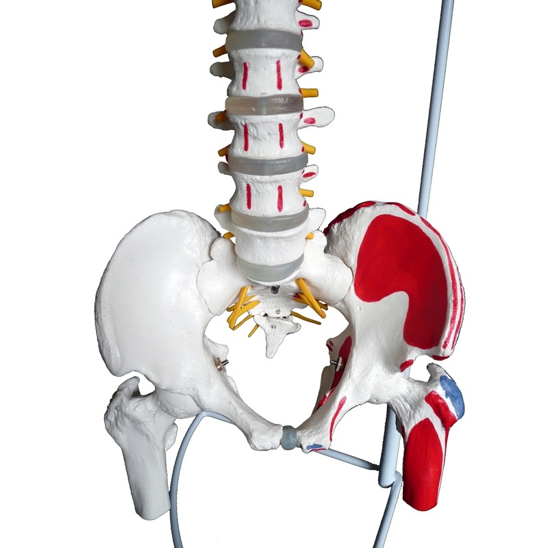 Anatomical Human Vertebral Column Spine Model with Muscle Insertions and Origins
