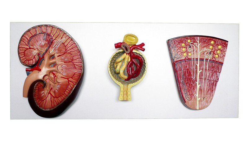 Anatomical Human Kidney, Nephron and Glomerulus Model
