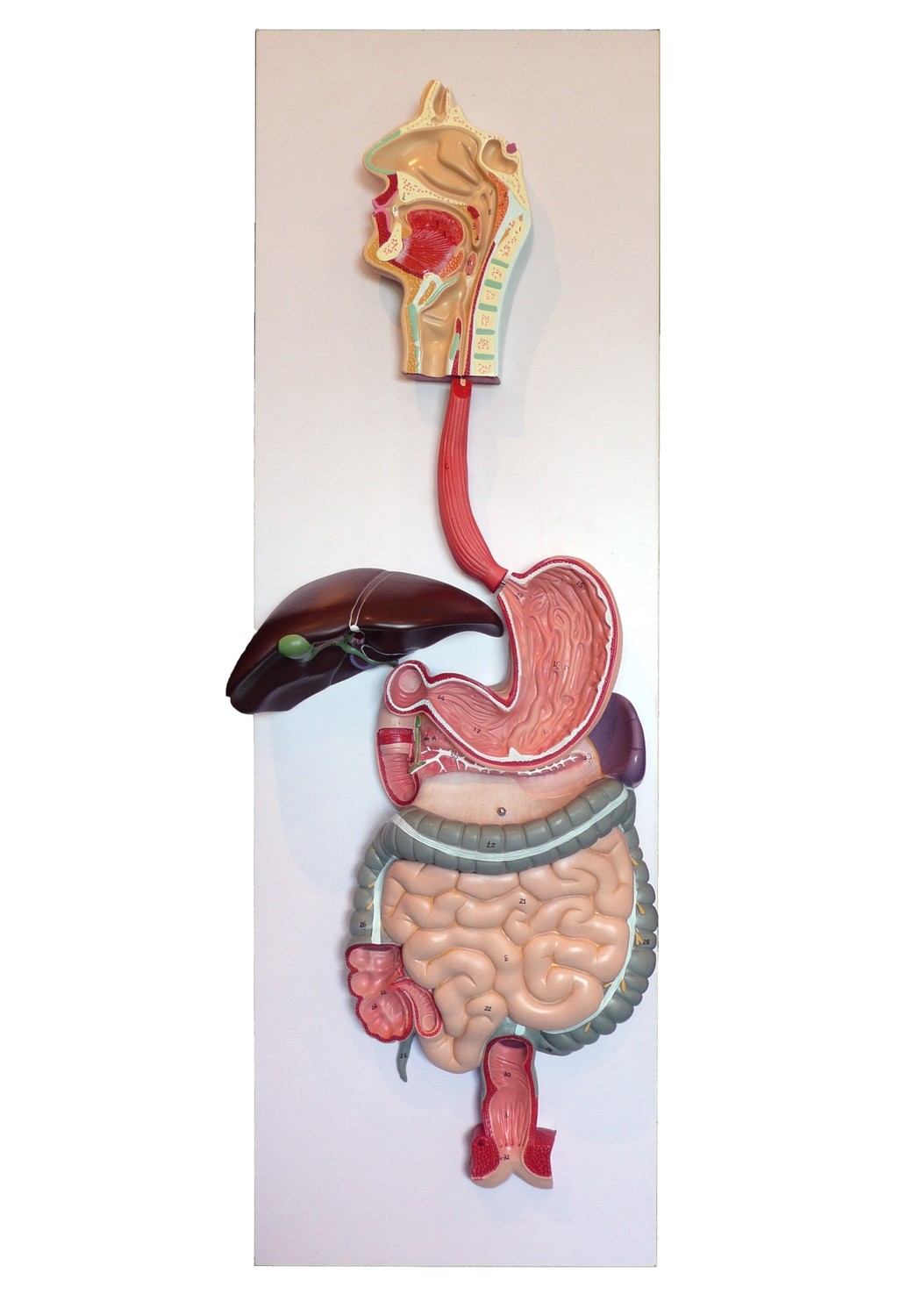Anatomical Human Digestive System Model