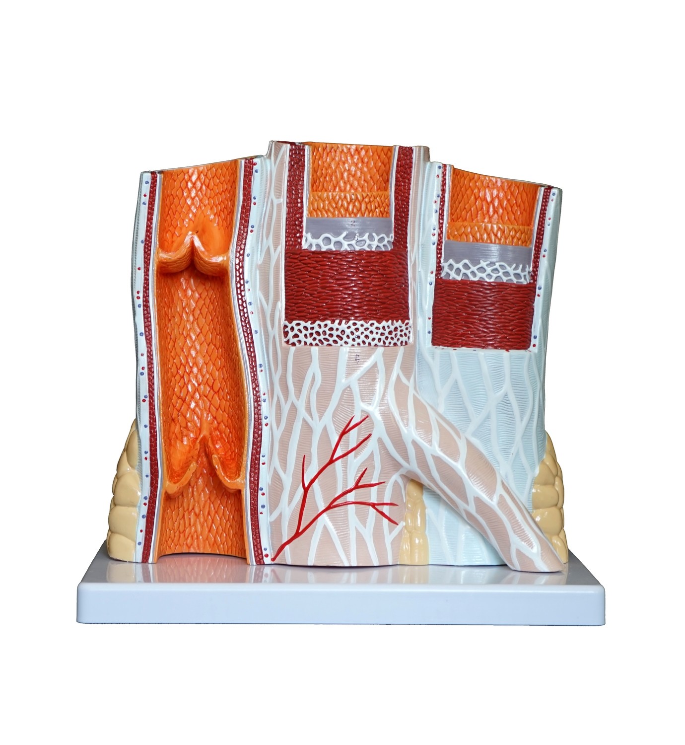 Anatomical Human Artery and Vein Model
