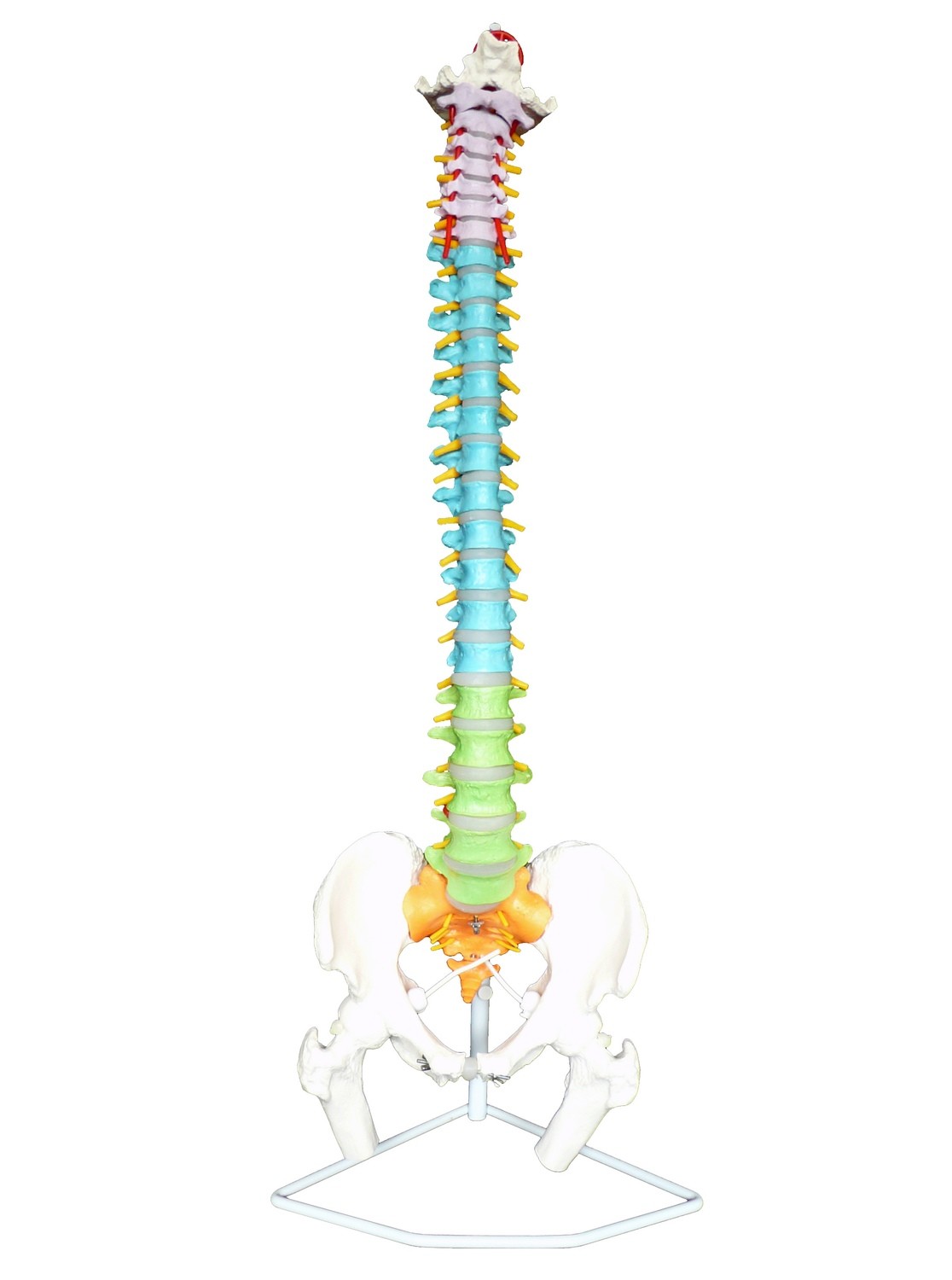 Advanced Didactic Vertebral Column Spine Model