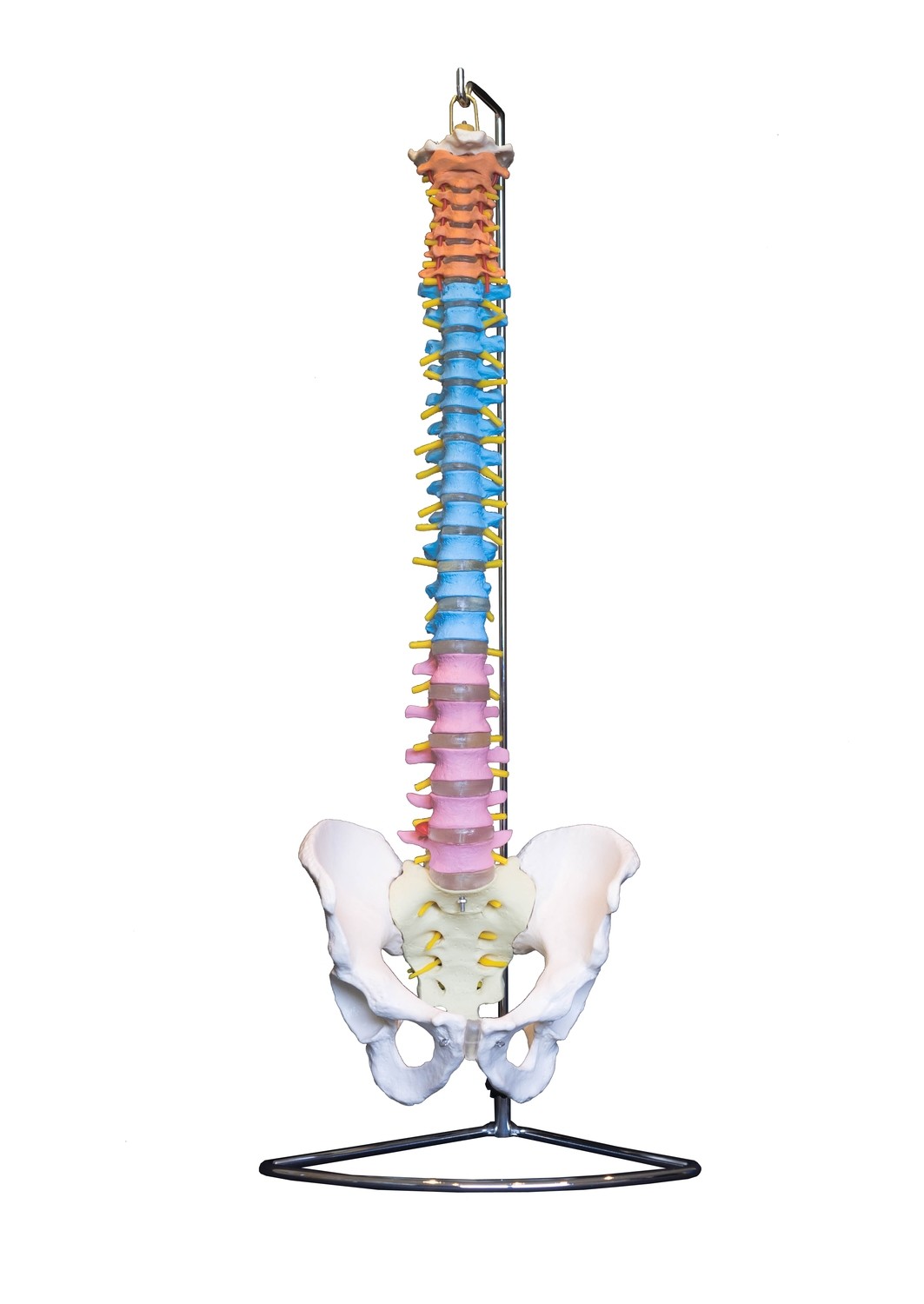 Didactic Anatomical Human Vertebral Column with Pelvis Spine Model
