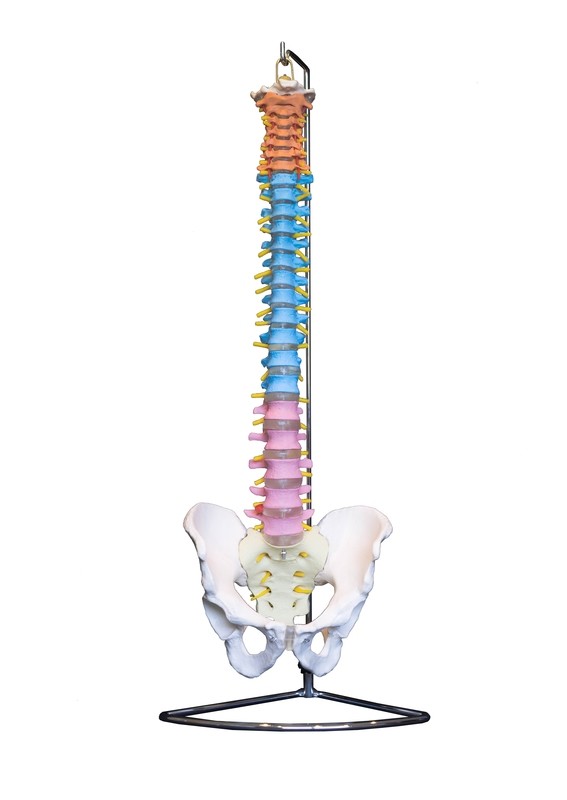 Didactic Anatomical Human Vertebral Column with Pelvis Spine Model