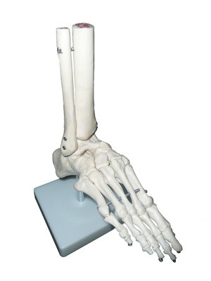 Life-Size Anatomical Human Foot/Ankle Joint Model