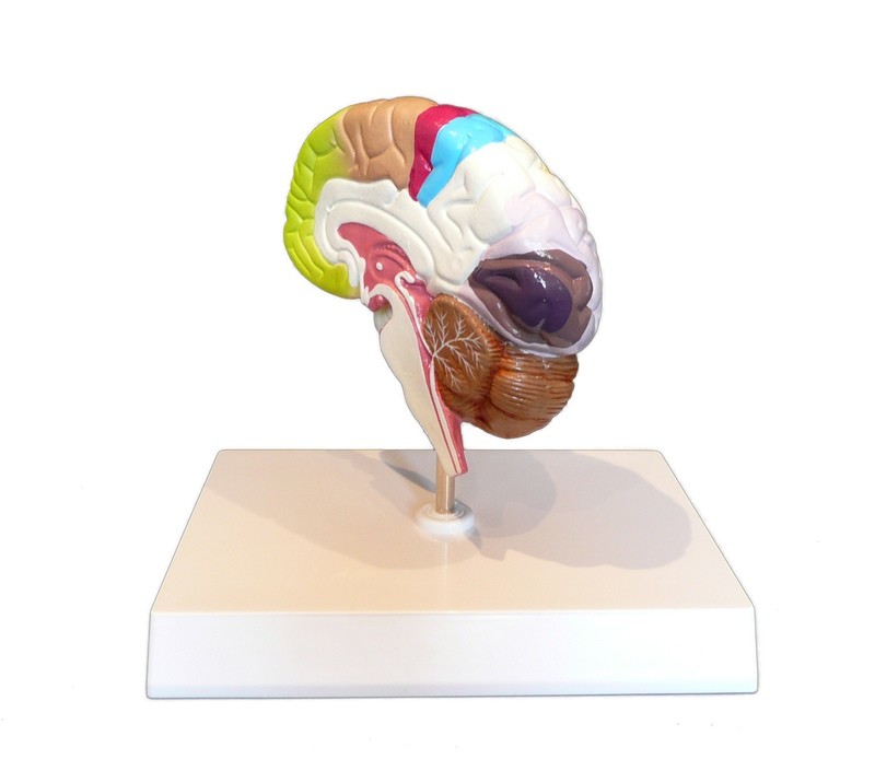 Anatomical Human Brain Cross-Section Model