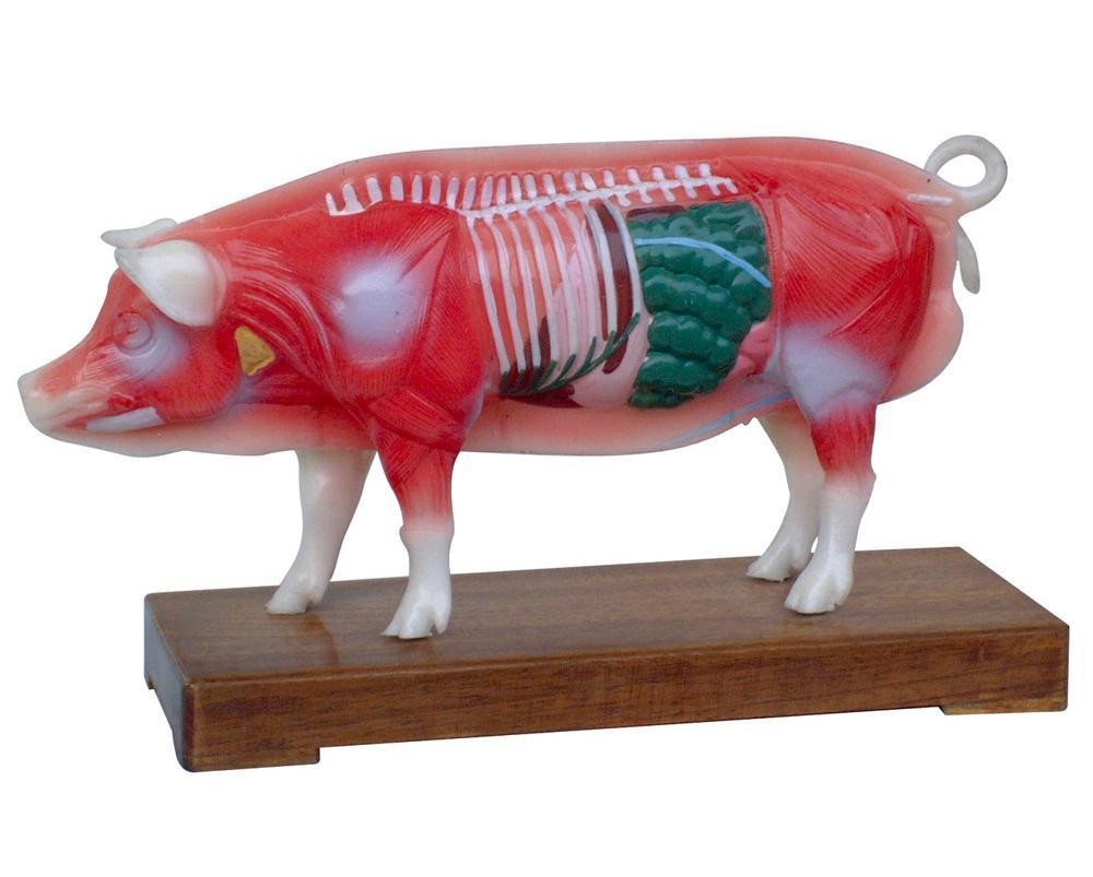 Anatomical Veterinarian&#39;s Porcine Pig Acupuncture Model