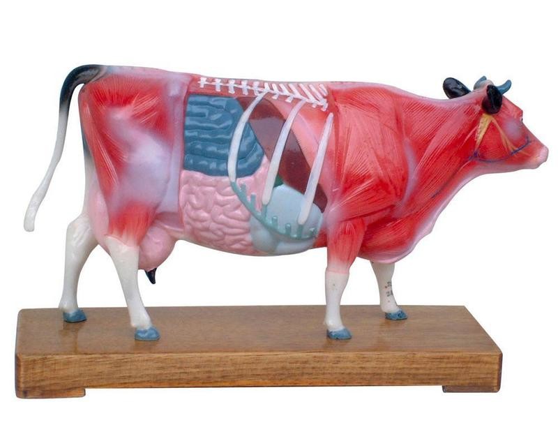 Anatomical Veterinarian&#39;s Cattle Cow Bovine Acupuncture Model
