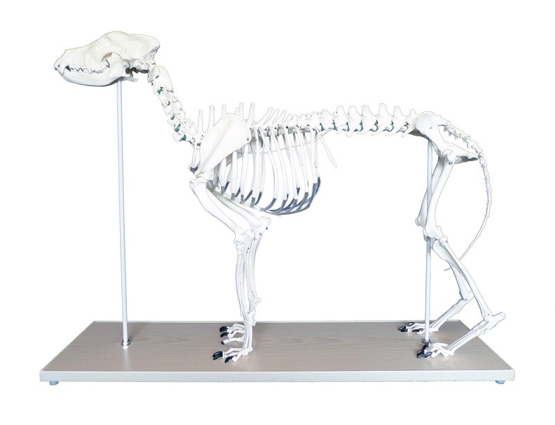 Anatomical Advanced Large Canine/Dog Skeleton Model
