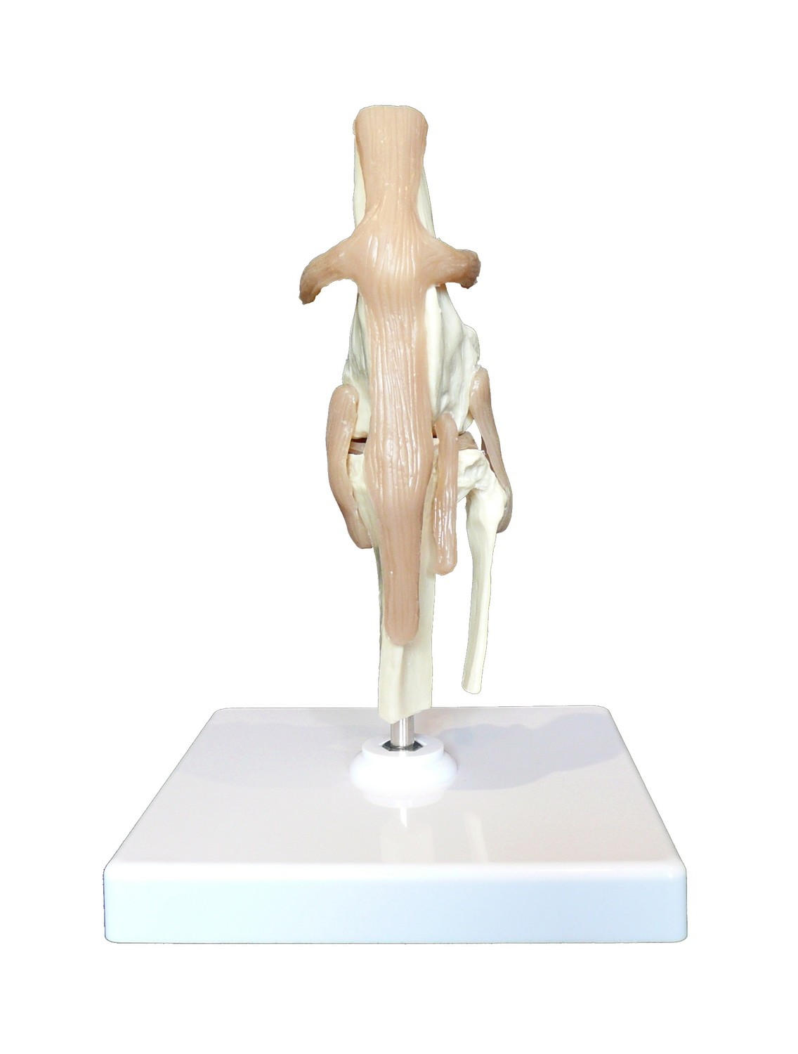 Anatomical Canine/Dog Knee Joint Model