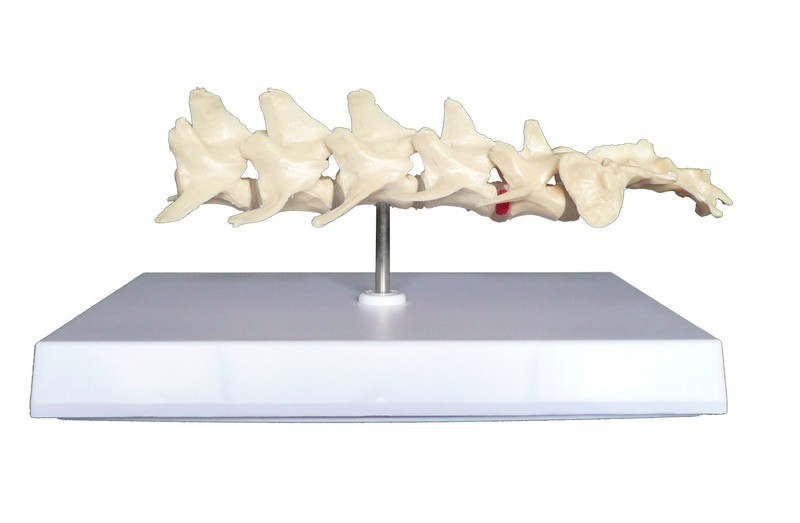 Anatomical Canine/Dog Spine Model