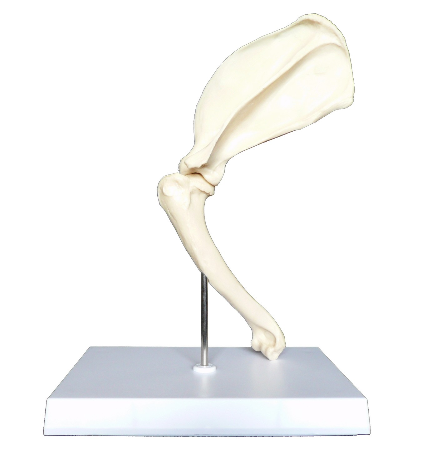 Anatomical Canine/Dog Shoulder Joint Model