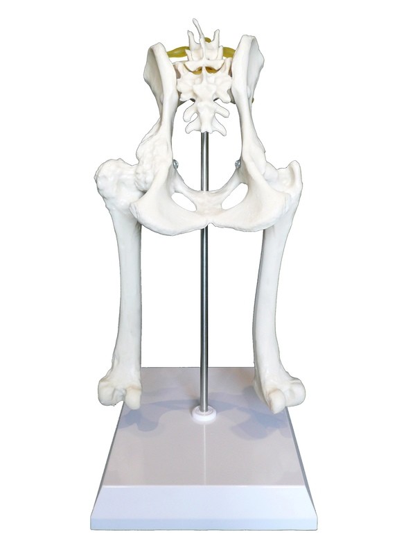 Anatomical Canine/Dog Pelvis Hip Model