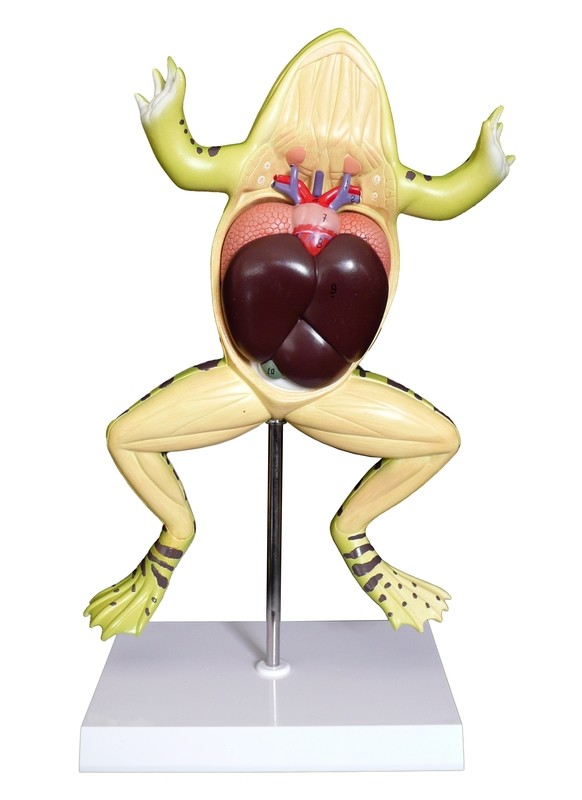 Anatomical Zoological Frog Dissection Model